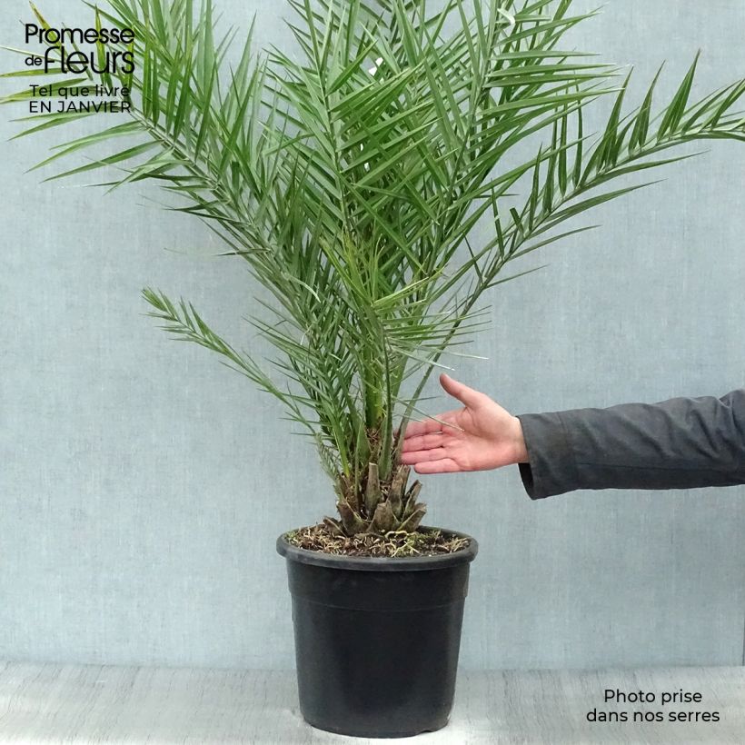 Phoenix dactylifera - Palmier-dattier en pot de 7.5L/10L Ejemplar entregado en invierno