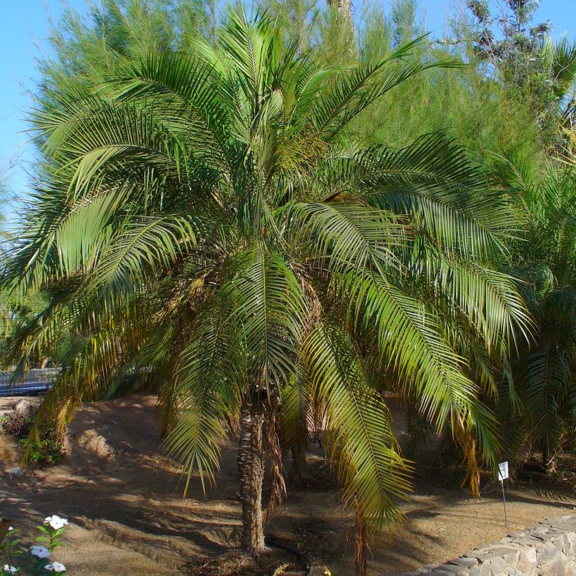 Phoenix roebelinii - Palmera (Porte)