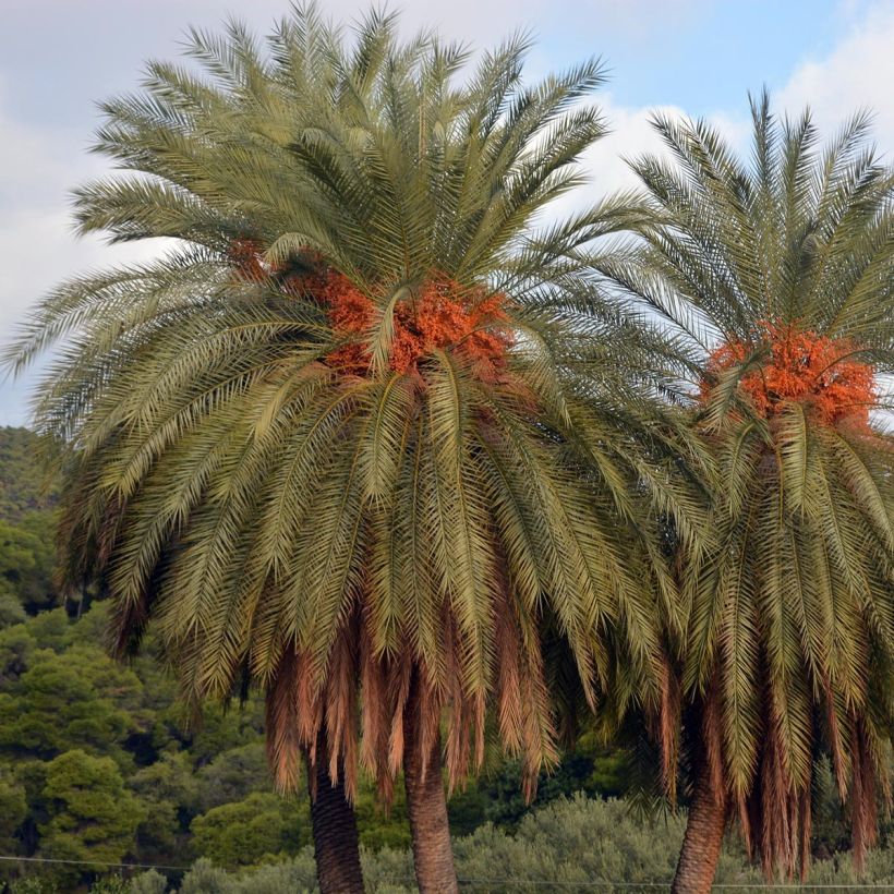 Phoenix theophrasti - Palmera datilera de Creta (Porte)