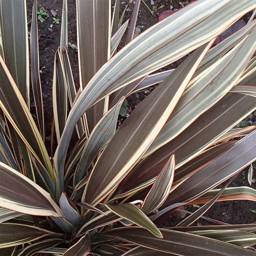 Phormium tenax Alison Blackman - Lino de Nueva Zelanda (Follaje)