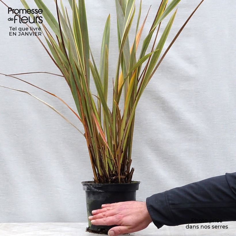 Phormium Alison Blackman - Lin de Nouvelle-Zélande Pot de 3L/4L Ejemplar entregado en invierno