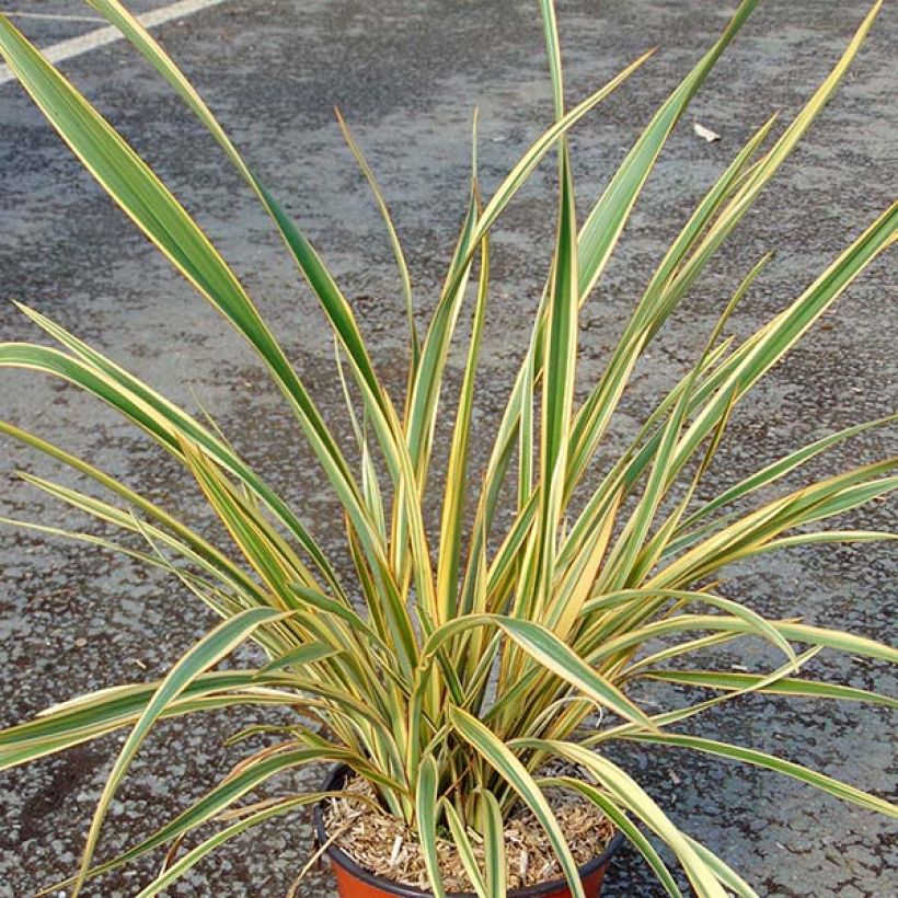 Phormium cookianum subsp. hookeri Cream Delight - Lino de Nueva Zelanda (Porte)