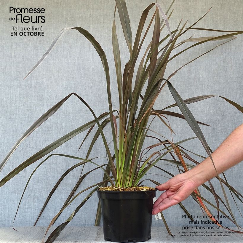 Ejemplar de Phormium Dark Delight - Lin de Nouvelle-Zélande Pot de 4L/5L entregado en otoño