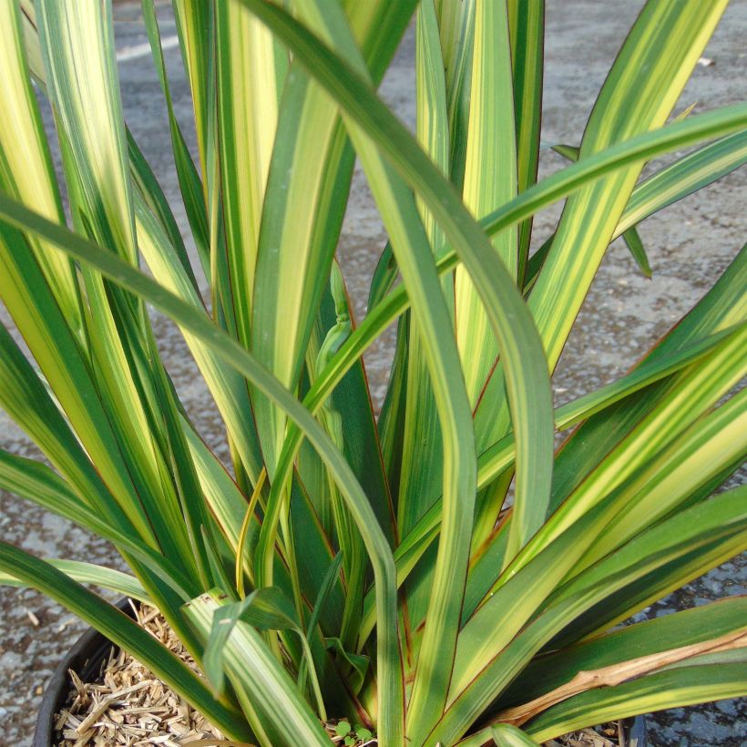 Phormium tenax Golden Ray - Lino de Nueva Zelanda (Follaje)