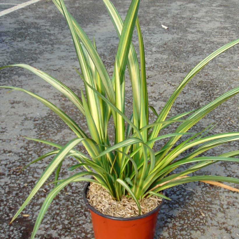 Phormium tenax Golden Ray - Lino de Nueva Zelanda (Porte)