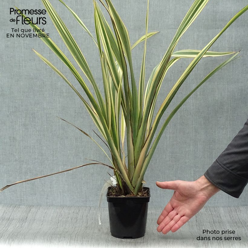 Ejemplar de Phormium Golden Ray - Lin de Nouvelle-Zélande en pot de 2L/3L entregado en otoño