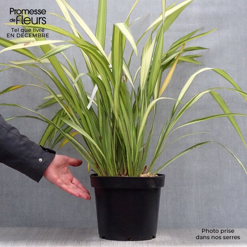 Phormium Golden Ray - Lin de Nouvelle-Zélande en pot de 7,5L/10L Ejemplar entregado en invierno