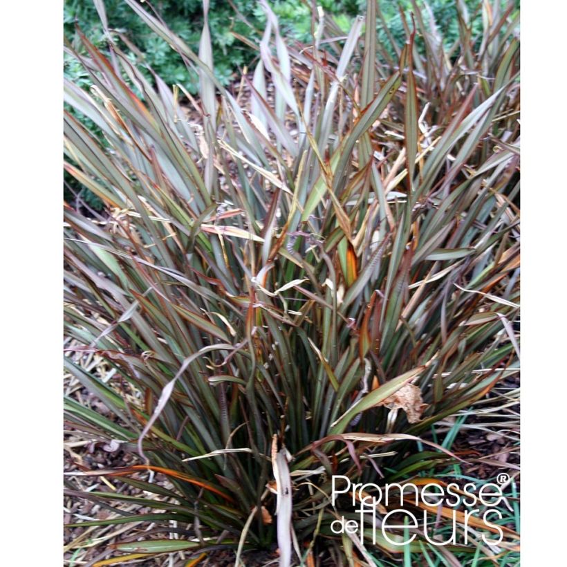 Phormium tenax Jack Spratt - Lino de Nueva Zelanda (Porte)