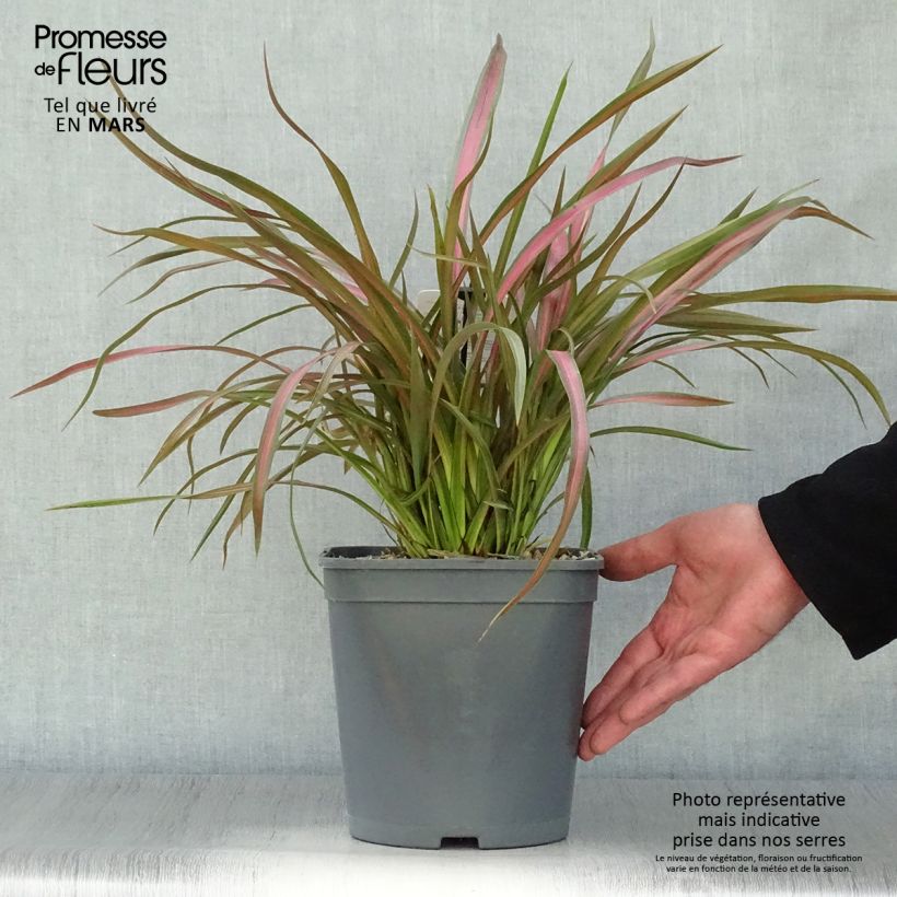 Phormium tenax Jester - Lino de Nueva Zelanda Maceta 3L/4LAltura de entrega aprox. 30/40cm Ejemplar entregado en la primavera