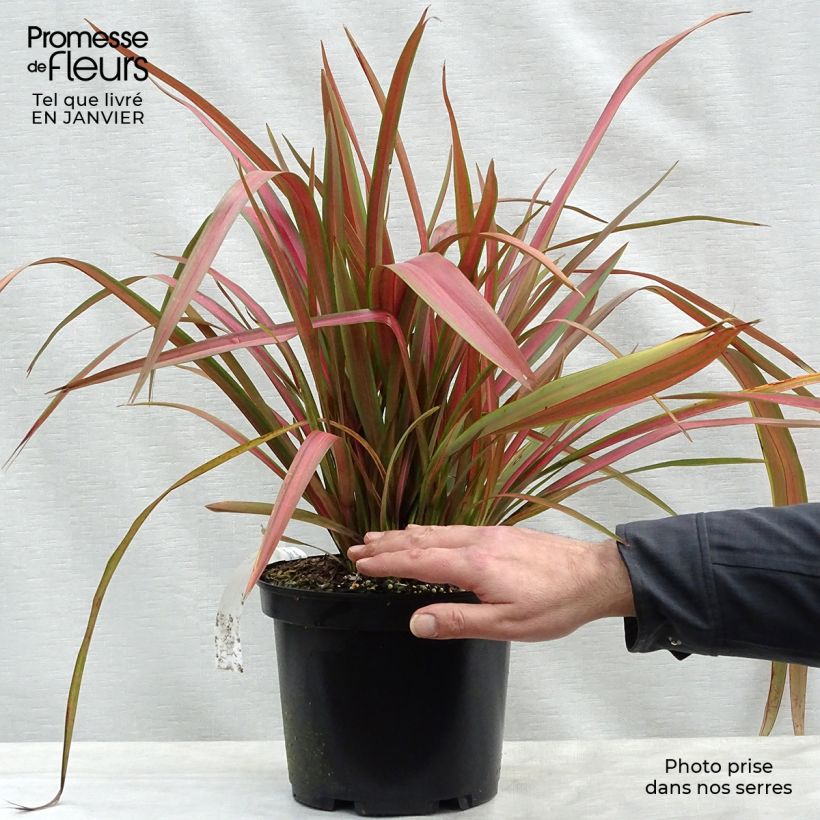 Phormium Jester - Lin de Nouvelle-Zélande en pot de 3L/4L Ejemplar entregado en invierno