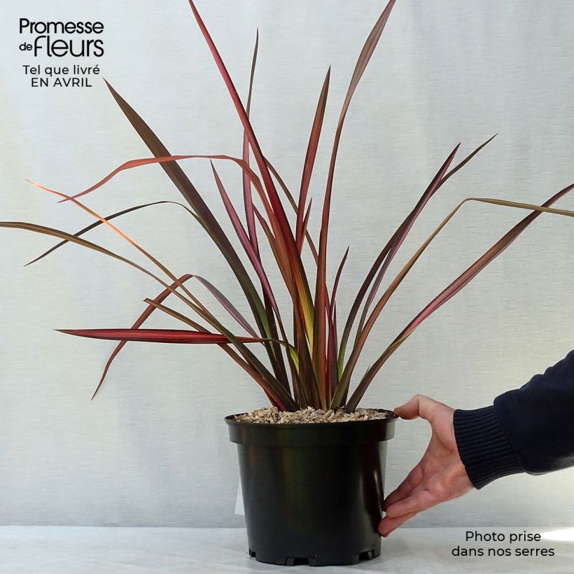 Phormium tenax Margaret Jones - Lino de Nueva Zelanda Ejemplar entregado en la primavera