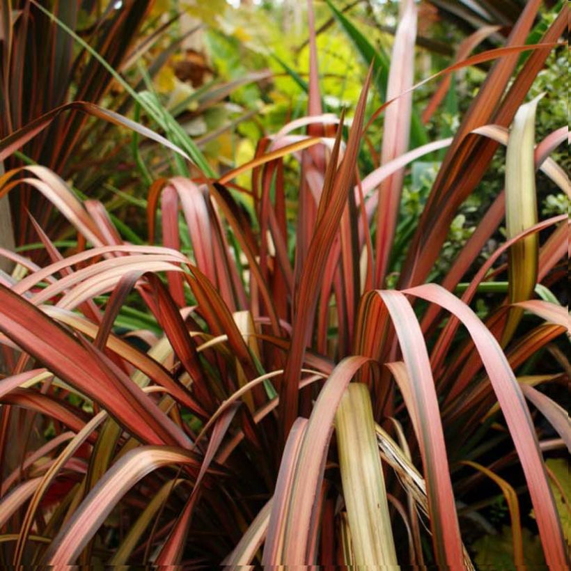 Phormium tenax Pink Panther - Lino de Nueva Zelanda (Follaje)