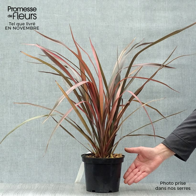 Ejemplar de Phormium tenax Pink Panther - Lino de Nueva Zelanda entregado en otoño