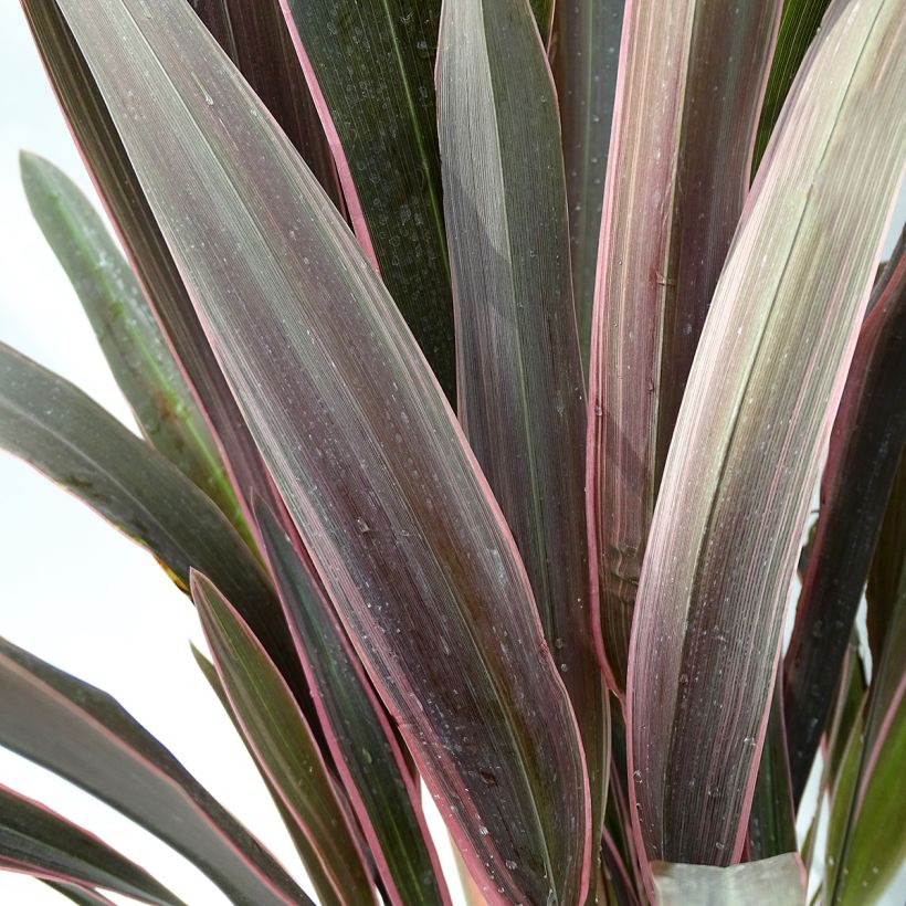 Phormium tenax Pink Stripe - Lino de Nueva Zelanda (Follaje)