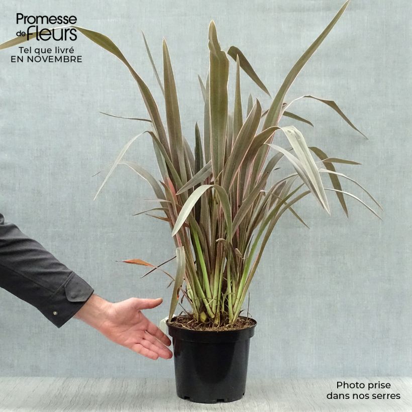 Ejemplar de Phormium  Pink Stripe - Lin de Nouvelle-Zélande  Pot de 3L/4L entregado en otoño