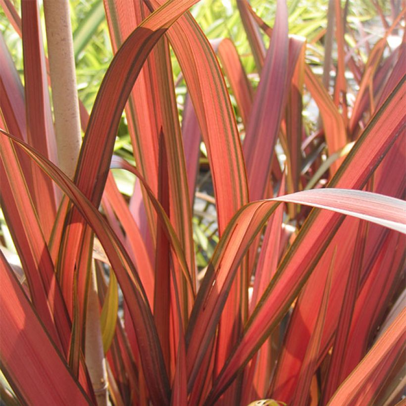 Phormium tenax Rainbow Maiden - Lino de Nueva Zelanda (Follaje)