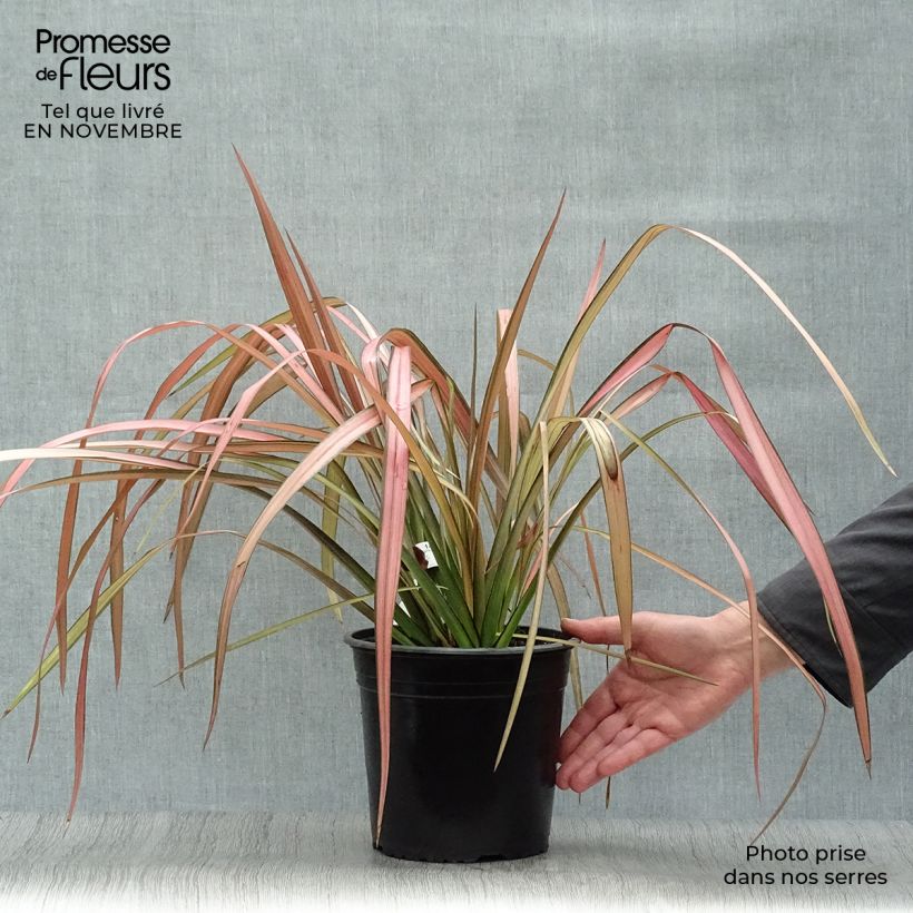 Ejemplar de Phormium Rainbow Maiden - Lin de Nouvelle-Zélande en pot de 4L/5L entregado en otoño