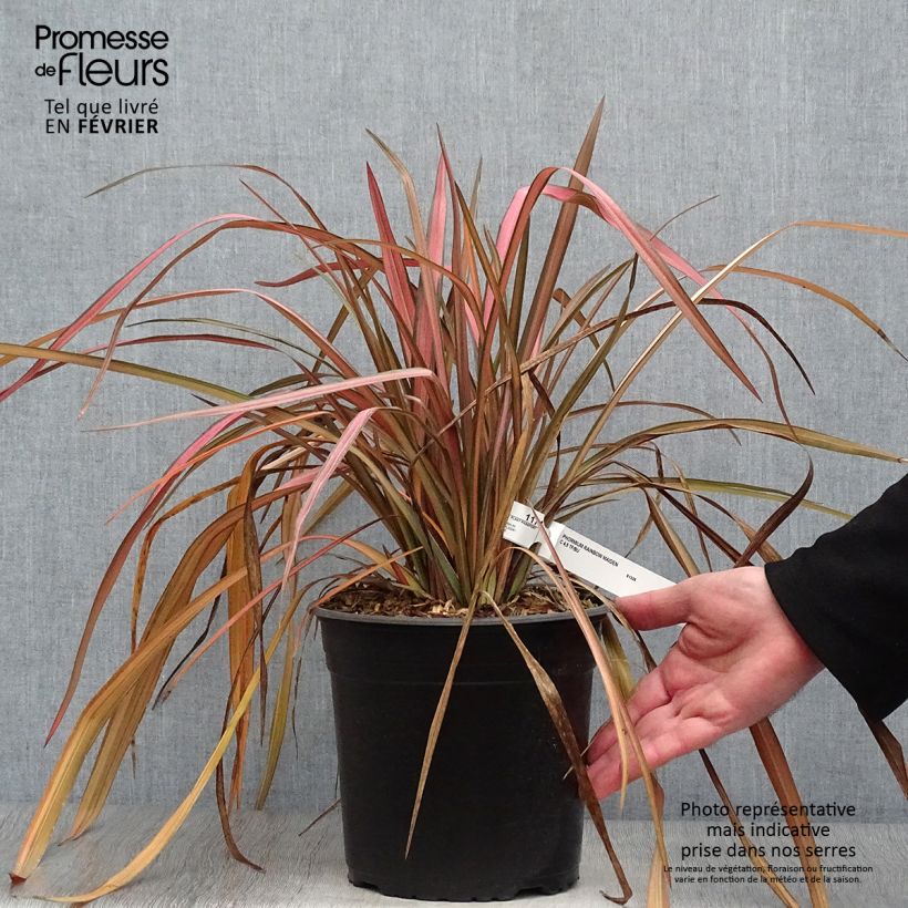 Phormium Rainbow Maiden - Lin de Nouvelle-Zélande en pot de 4L/5L Ejemplar entregado en invierno