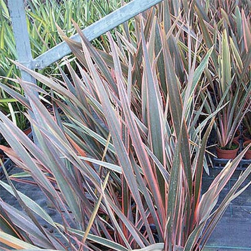 Phormium tenax Rainbow Queen - Lino de Nueva Zelanda (Follaje)