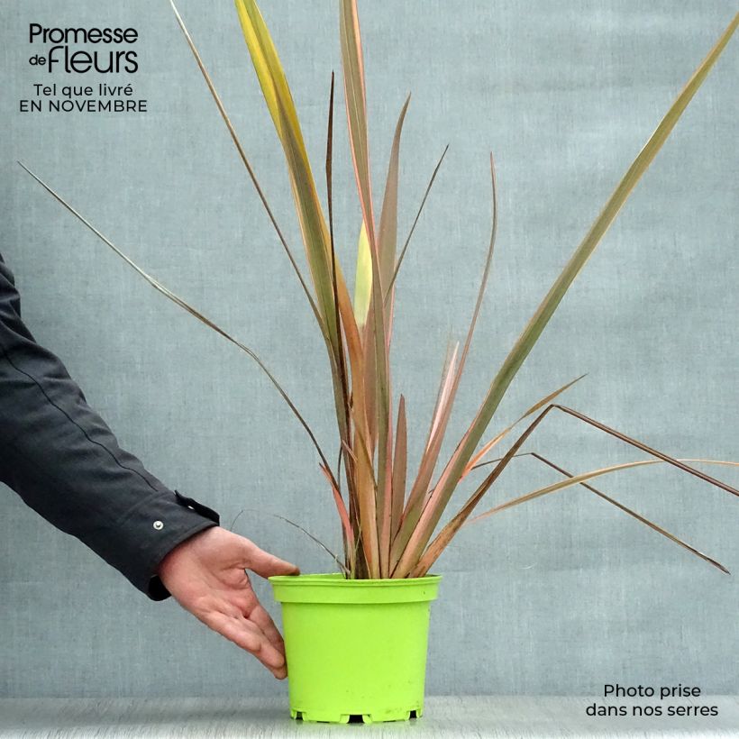 Ejemplar de Phormium Rainbow Queen - Lin de Nouvelle-Zélande  entregado en otoño