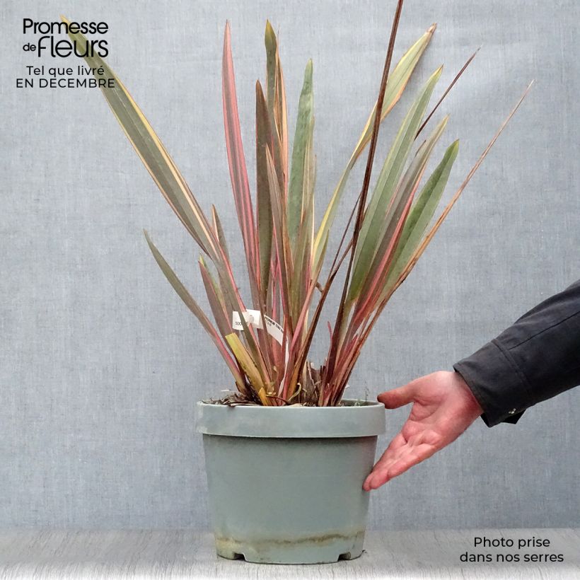 Phormium Rainbow Queen - Lin de Nouvelle-Zélande en pot de 7,5L/10L Ejemplar entregado en invierno