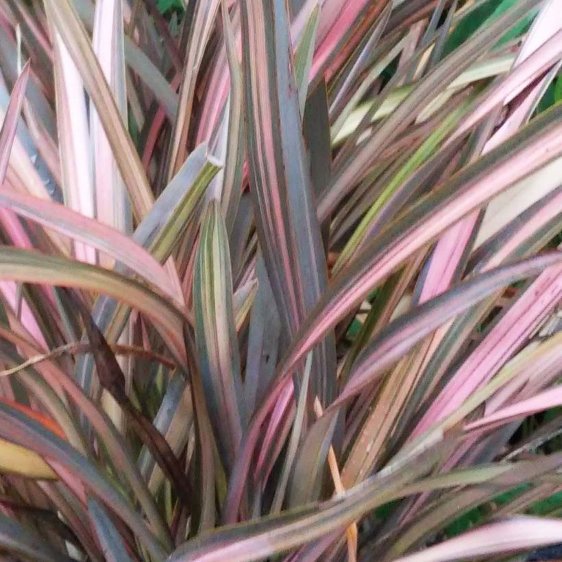 Phormium tenax Rainbow Sunrise - Lino de Nueva Zelanda (Follaje)