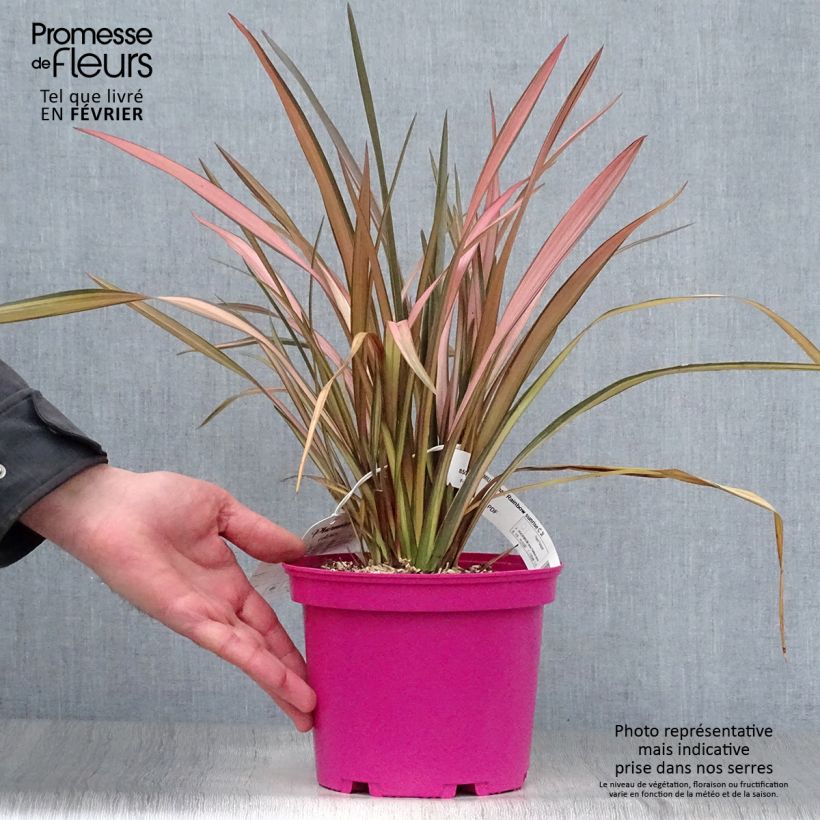 Phormium Rainbow Sunrise - Lin de Nouvelle-Zélande Pot de 3L/4L Ejemplar entregado en invierno