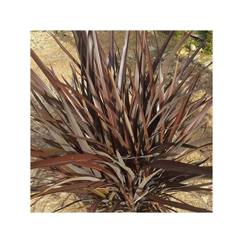 Phormium tenax Special Red - Lino de Nueva Zelanda (Follaje)