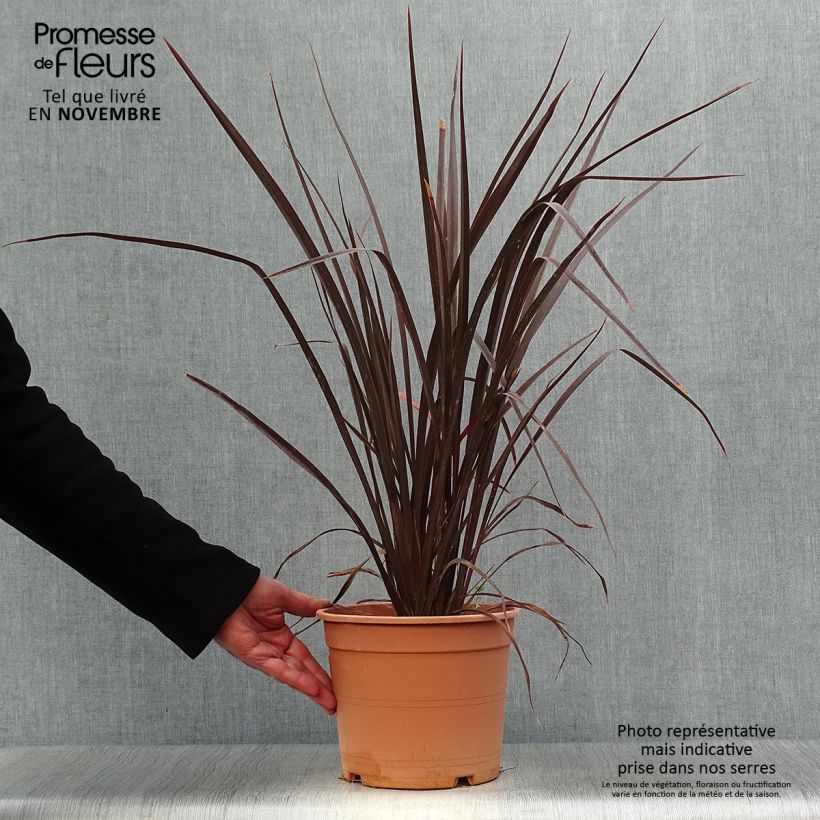 Ejemplar de Phormium Special Red - Lin de Nouvelle-Zélande Pot de 4L/5L entregado en otoño