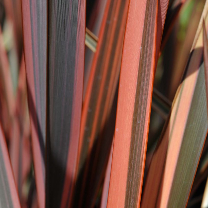 Phormium tenax Sundowner - Lino de Nueva Zelanda (Follaje)