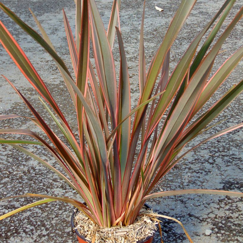 Phormium tenax Sundowner - Lino de Nueva Zelanda (Porte)