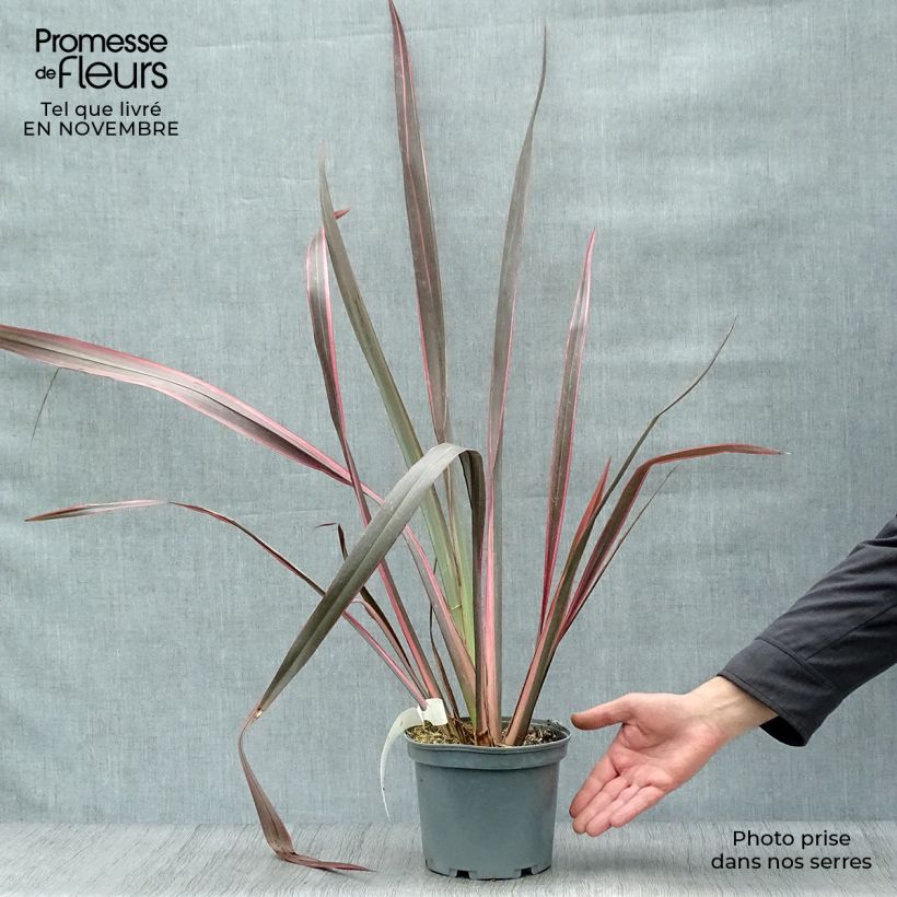 Ejemplar de Phormium Sundowner - Lin de Nouvelle-Zélande en pot de 2/3L entregado en otoño