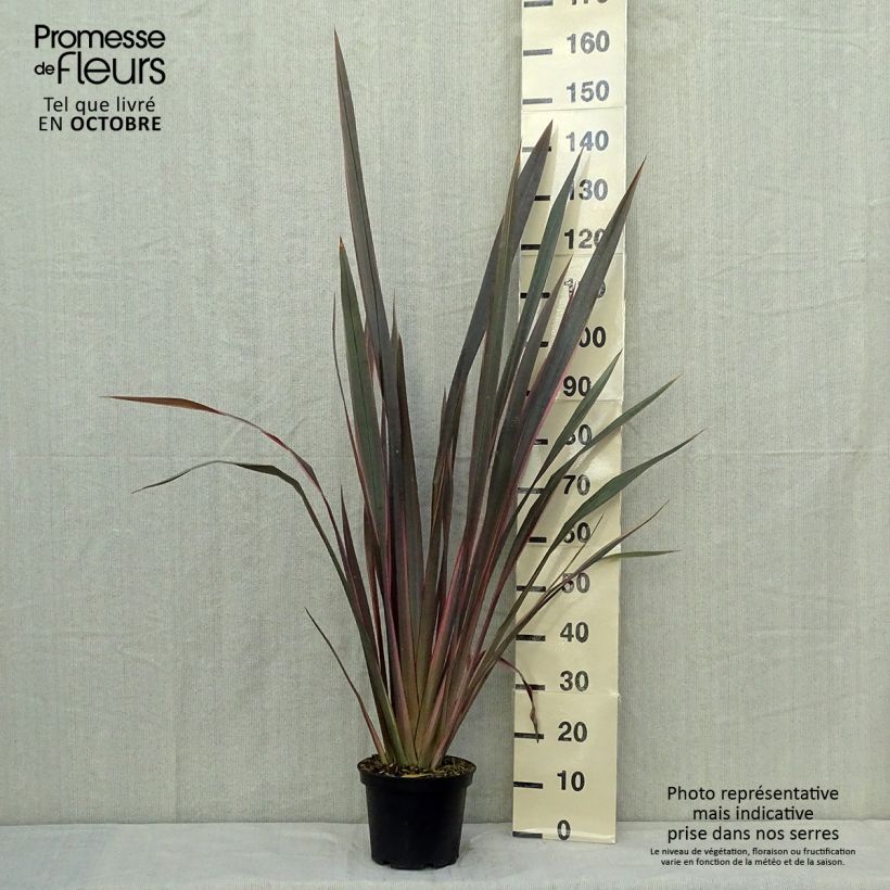 Ejemplar de Phormium Sundowner - Lin de Nouvelle-Zélande en pot de 4/5L entregado en otoño