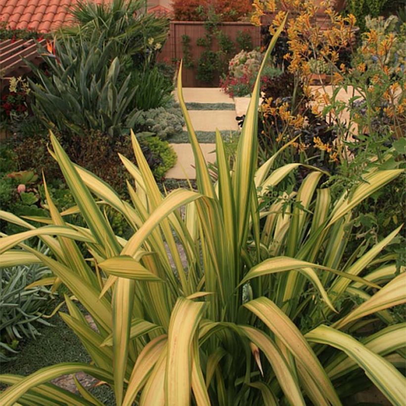 Phormium tenax Yellow Wave - Lino de Nueva Zelanda (Follaje)