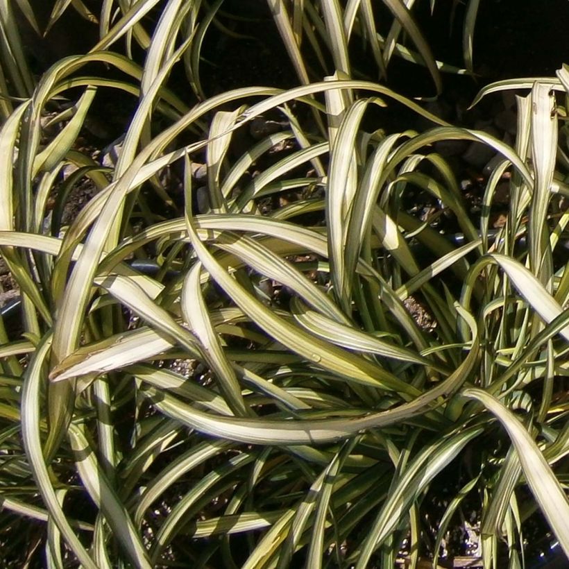 Phormium cookianum Blondie - Lino de Nueva Zelanda (Follaje)