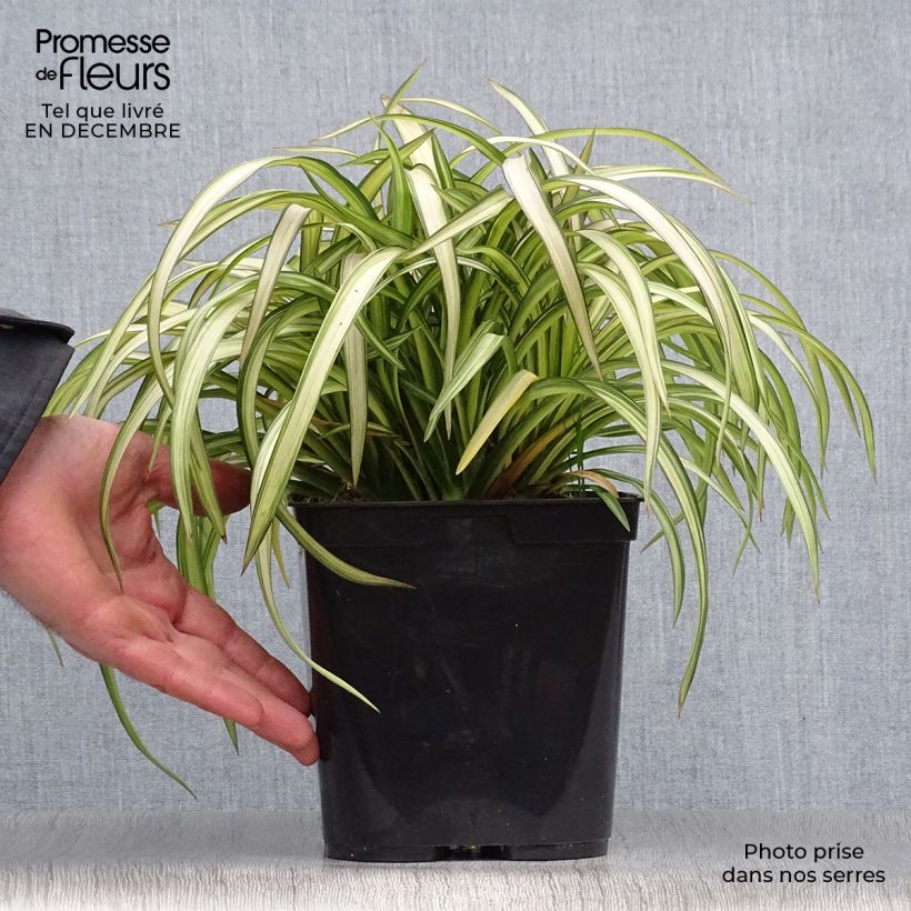 Phormium cookianum Blondie - Lin de Nouvelle-Zélande Pot de 2L/3L Ejemplar entregado en invierno