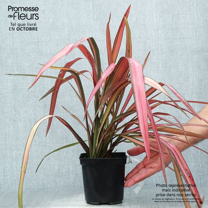 Ejemplar de Phormium cookianum Maori Maiden - Lin de Nouvelle-Zélande Pot de 4L entregado en otoño