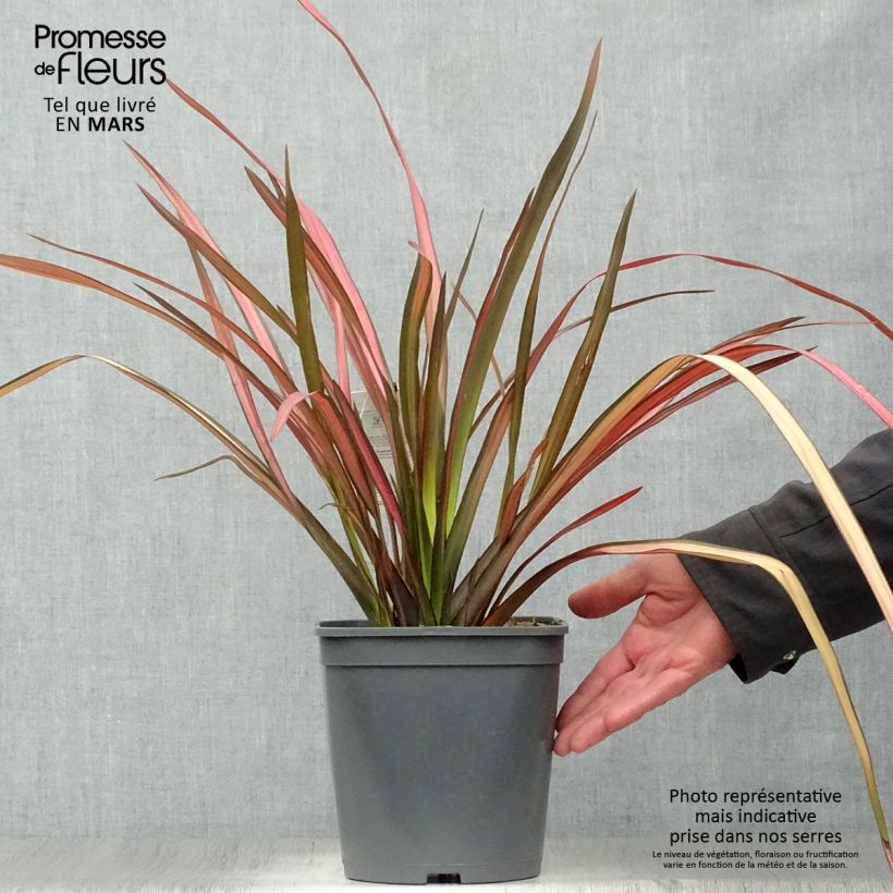 Phormium cookianum Maori Maiden - Lino de Nueva Zelanda Maceta 3L/4L Ejemplar entregado en la primavera