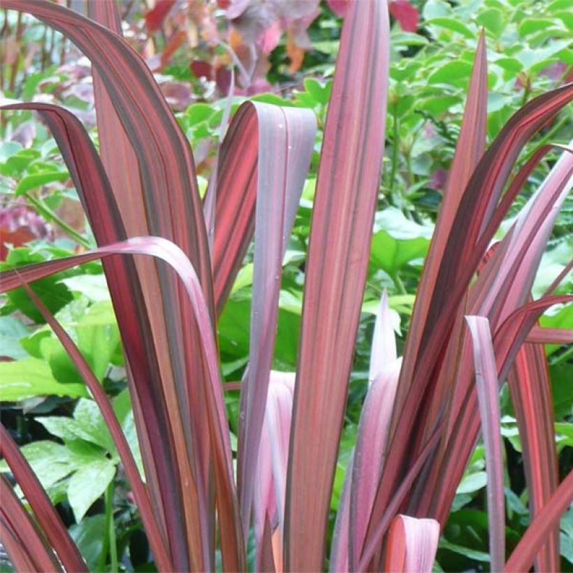 Phormium tenax Evening Glow - Lino de Nueva Zelanda (Follaje)