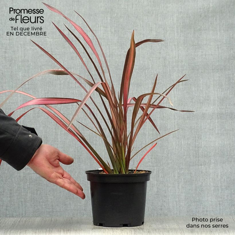 Phormium tenax Evening Glow - Lin de Nouvelle-Zélande en pot de 2L/3L Ejemplar entregado en invierno