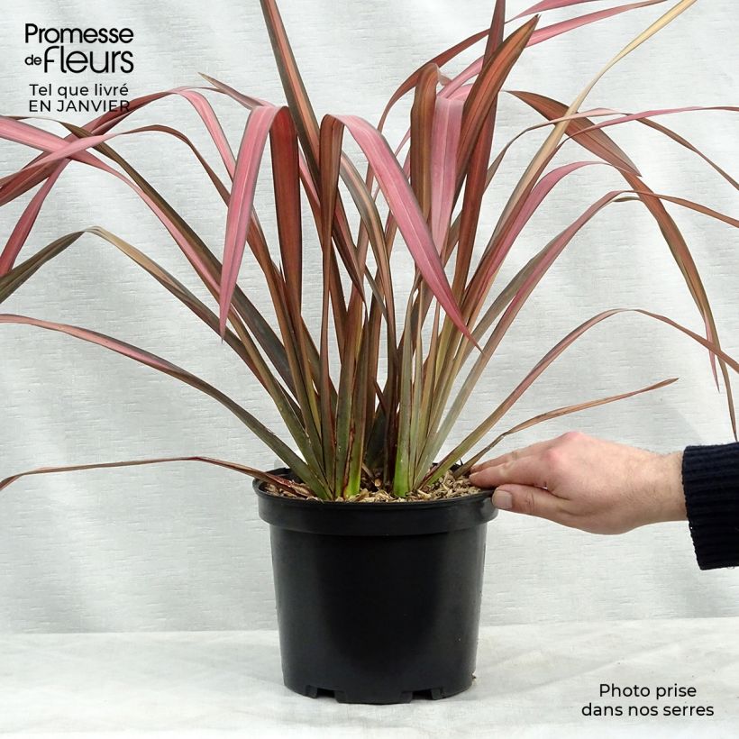 Phormium tenax Evening Glow - Lin de Nouvelle-Zélande en pot de 4L/5L Ejemplar entregado en invierno