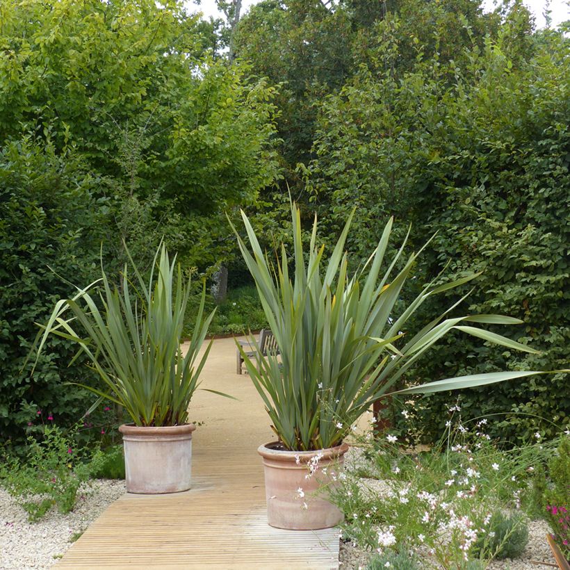 Phormium tenax - Lino de Nueva Zelanda (Porte)