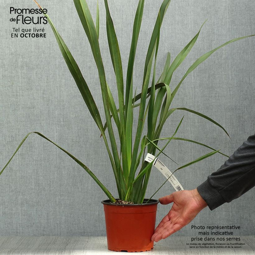 Ejemplar de Phormium tenax - Lin de Nouvelle-Zélande pot de 2/3L entregado en otoño