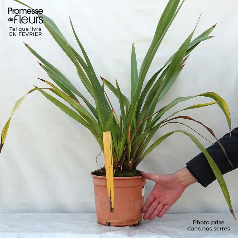 Phormium tenax - Lin de Nouvelle-Zélande pot de 4/5L Ejemplar entregado en invierno