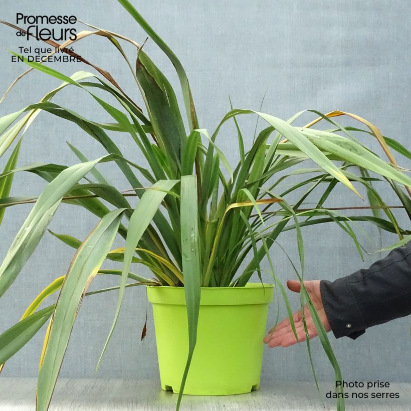 Phormium tenax - Lin de Nouvelle-Zélande pot de 8L Ejemplar entregado en invierno