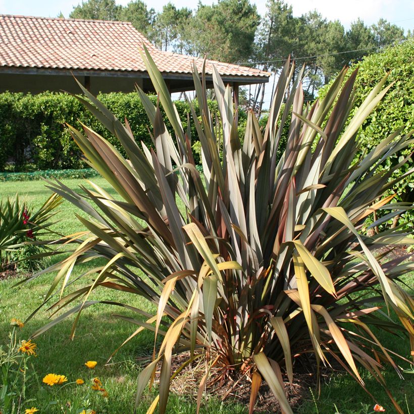 Phormium tenax Purpureum - Lino de Nueva Zelanda (Porte)