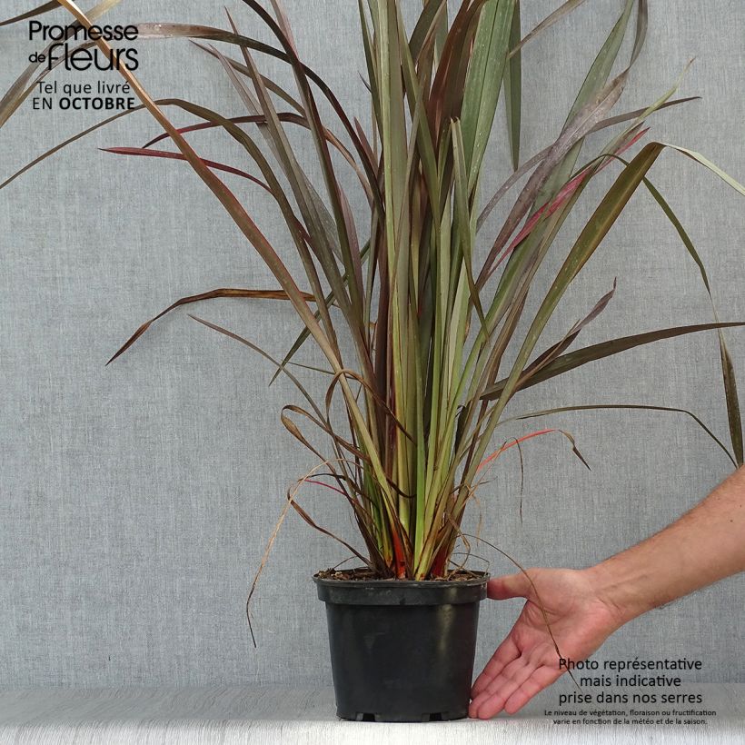 Ejemplar de Phormium tenax Purpureum - Lino de Nueva Zelanda entregado en otoño