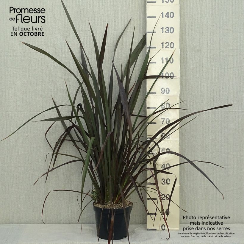 Ejemplar de Phormium tenax Purpureum - Lino de Nueva Zelanda entregado en otoño