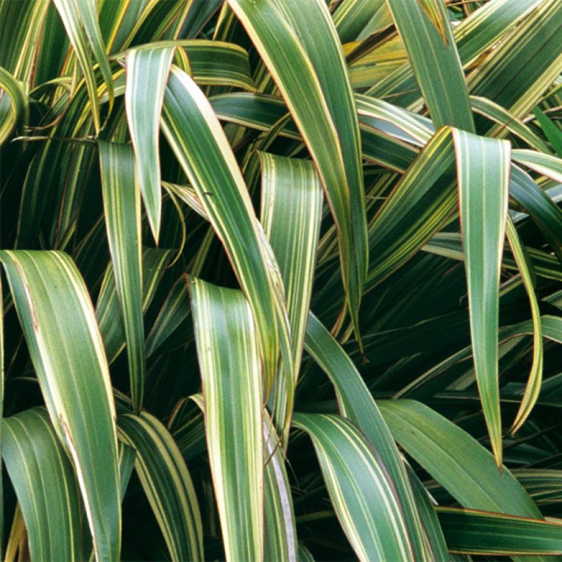 Phormium tenax Variegatum - Lino de Nueva Zelanda (Follaje)