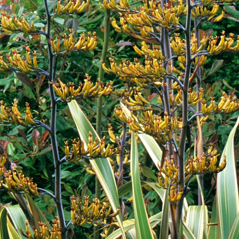 Phormium tenax Variegatum - Lino de Nueva Zelanda (Floración)